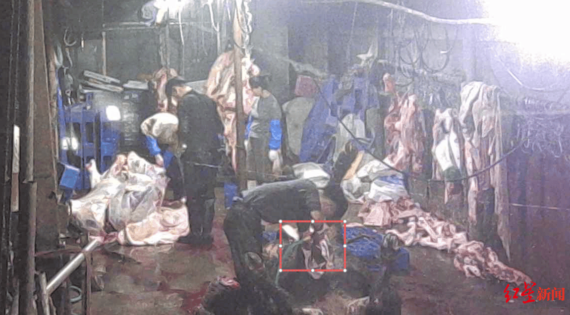 注水牛肉调查:屠宰场藏身农家院<strong></p>
<p>2015年比特币价格</strong>,深夜切开牛胸注水数分钟,牛肉连夜送批发市场