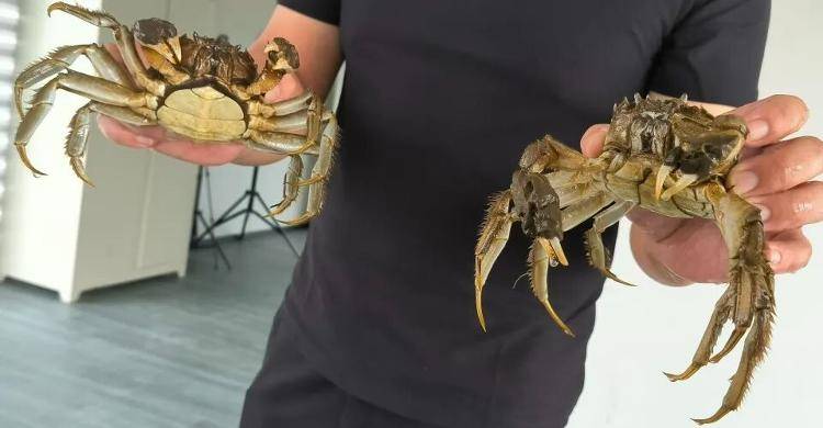 武汉江夏一地大闸蟹大量上市<strong></p>
<p>购买比特币</strong>，日产1000斤当天售完，每只螃蟹有自己的“身份证”，吃深海小黄鱼长大