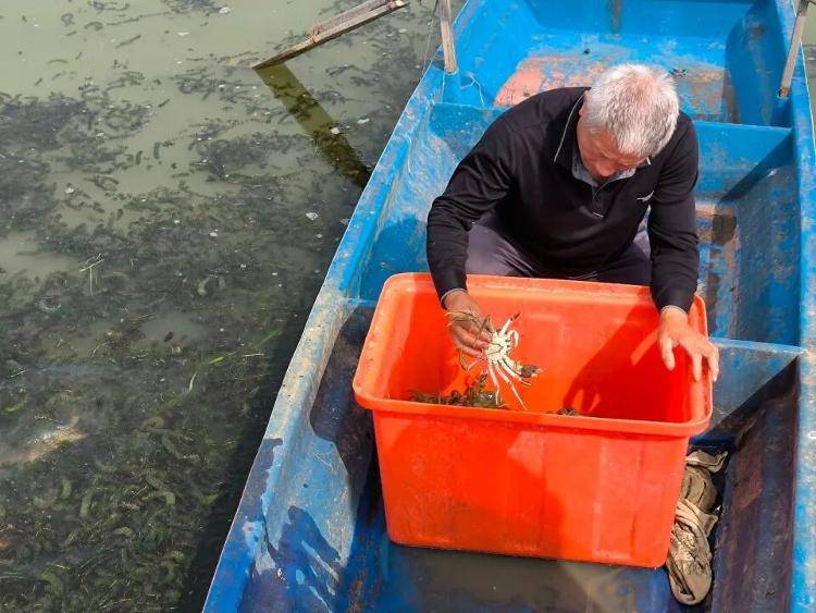 武汉江夏一地大闸蟹大量上市<strong></p>
<p>购买比特币</strong>，日产1000斤当天售完，每只螃蟹有自己的“身份证”，吃深海小黄鱼长大
