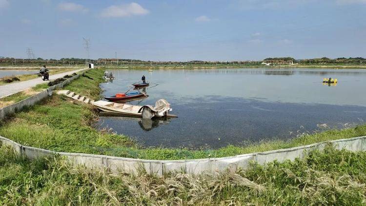 武汉江夏一地大闸蟹大量上市<strong></p>
<p>购买比特币</strong>，日产1000斤当天售完，每只螃蟹有自己的“身份证”，吃深海小黄鱼长大
