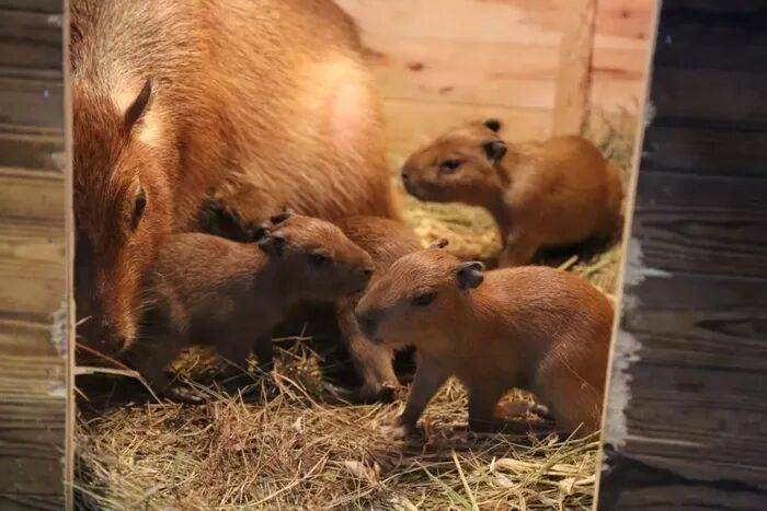 出生1小时就能独立行走<strong></p>
<p>比特币实时走势图</strong>,济南动物园“果果”和“豚豚”的4只新生幼崽,周末和市民见面