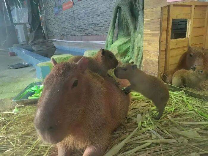 出生1小时就能独立行走<strong></p>
<p>比特币实时走势图</strong>,济南动物园“果果”和“豚豚”的4只新生幼崽,周末和市民见面