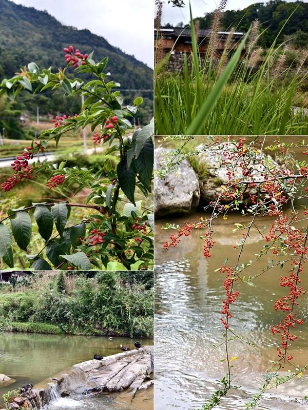 推窗见梯田<strong></p>
<p>比特币交易所</strong>!梧桐山民宿:把日子过成诗