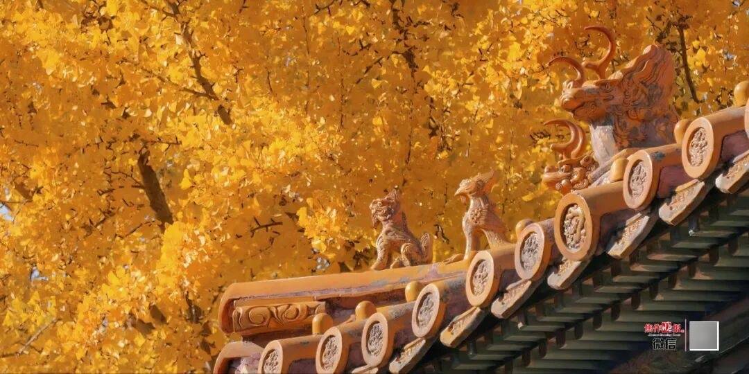 银杏金黄<strong></p>
<p>一个比特币多少钱</strong>!铺满焦作的秋天!