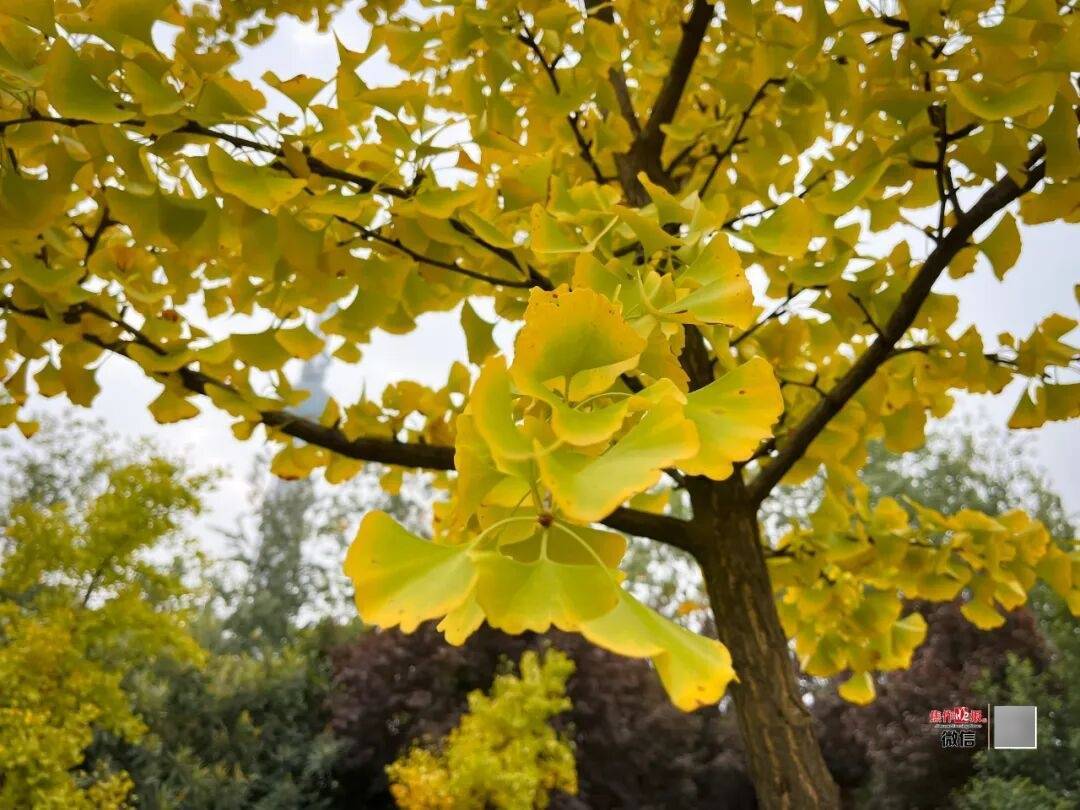 银杏金黄<strong></p>
<p>一个比特币多少钱</strong>!铺满焦作的秋天!