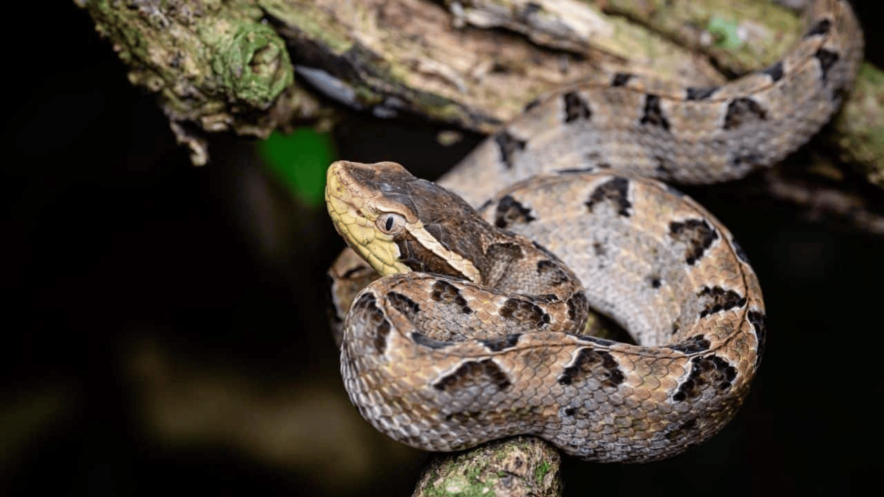 泰国女子在ATM机取钱<strong></p>
<p>比特币多少钱一个</strong>,取款口突然窜出一条蛇