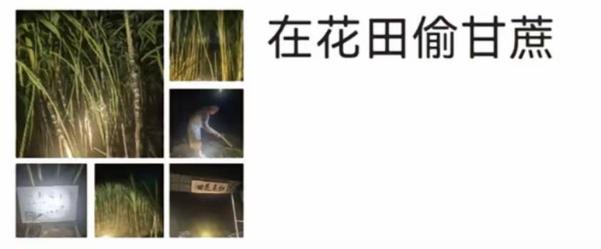 浙江一“可偷甘蔗地”成打卡点<strong></p>
<p>比特币多少钱一个</strong>,上百网友深夜体验,80后“地主”:已收偷款6千元