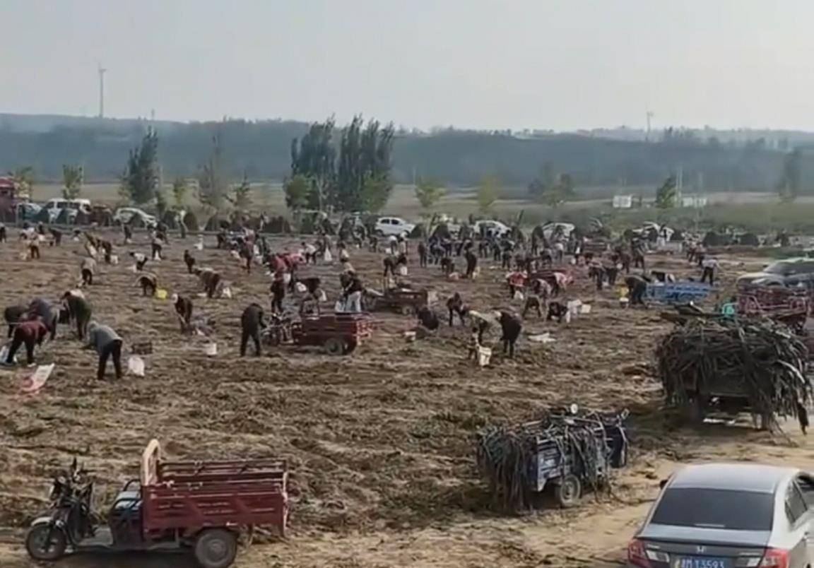 数百人冲进地里捡红薯<strong></p>
<p>比特币最新价</strong>,田主称是秋收剩下的,网友:免费翻地,利人利己