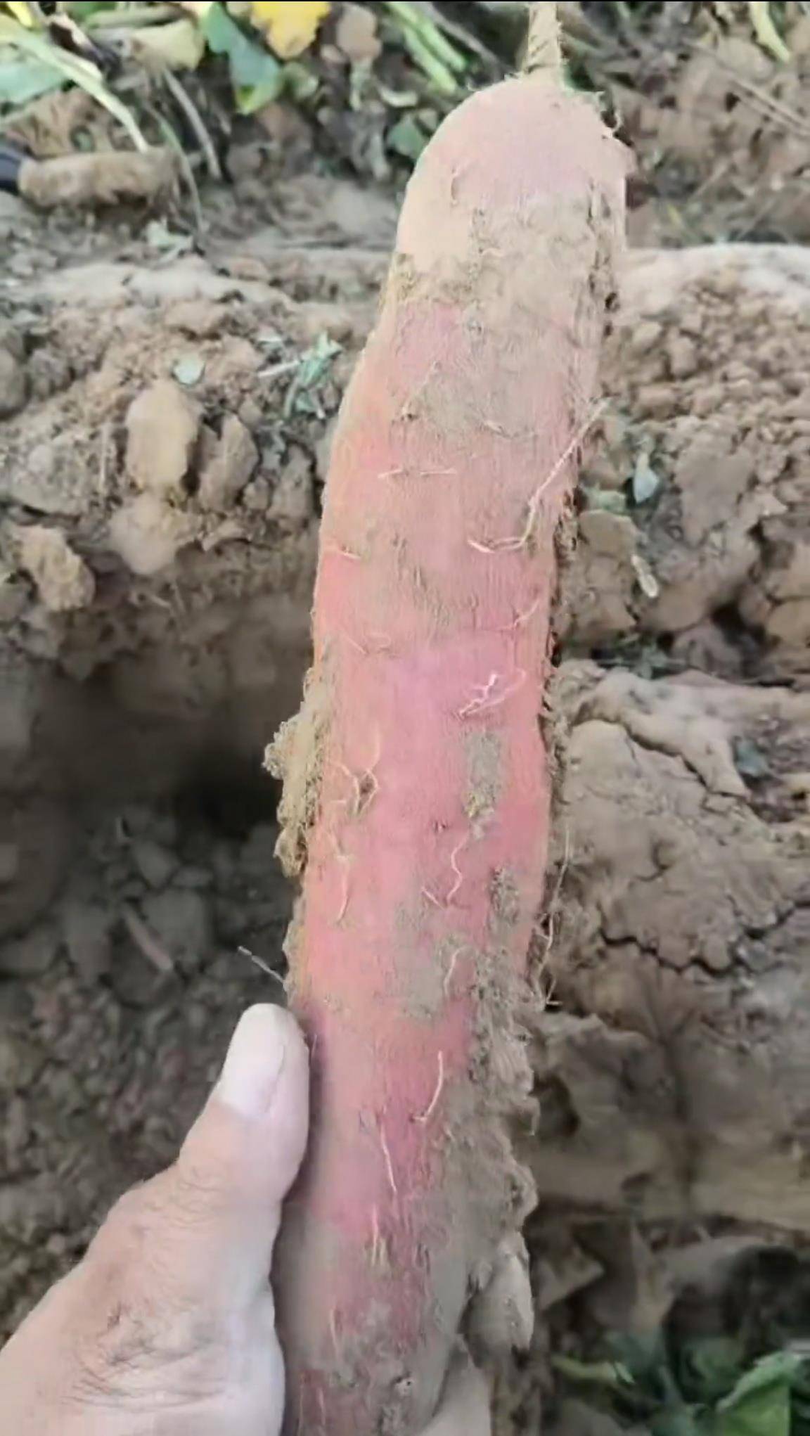 数百人冲进地里捡红薯<strong></p>
<p>比特币最新价</strong>,田主称是秋收剩下的,网友:免费翻地,利人利己