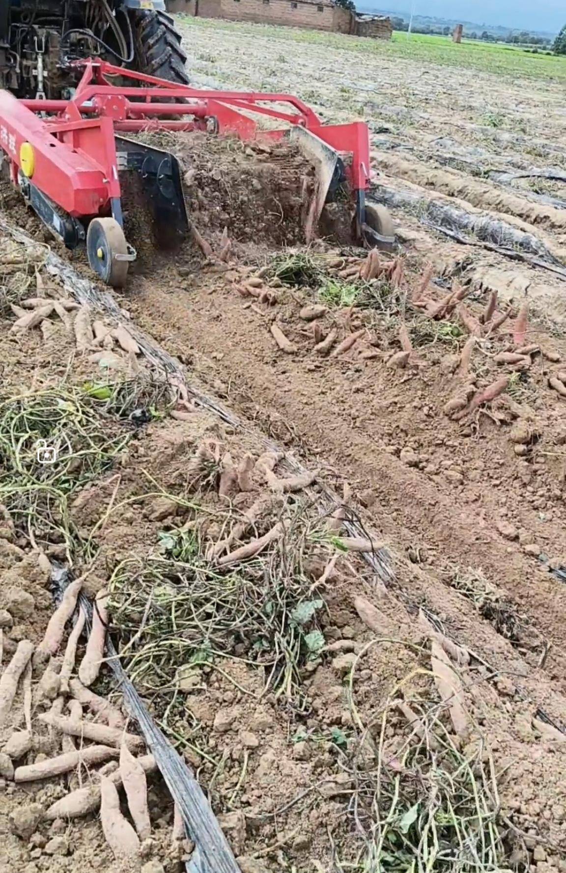 数百人冲进地里捡红薯<strong></p>
<p>比特币最新价</strong>,田主称是秋收剩下的,网友:免费翻地,利人利己