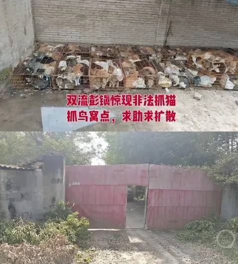 “成都一空置房非法囤猫”?官方通报:共发现被困小猫102只<strong></p>
<p>比特币最新价</strong>,未发现虐猫行为