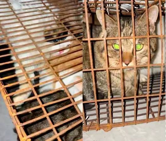 “成都一空置房非法囤猫”?官方通报:共发现被困小猫102只<strong></p>
<p>比特币最新价</strong>,未发现虐猫行为