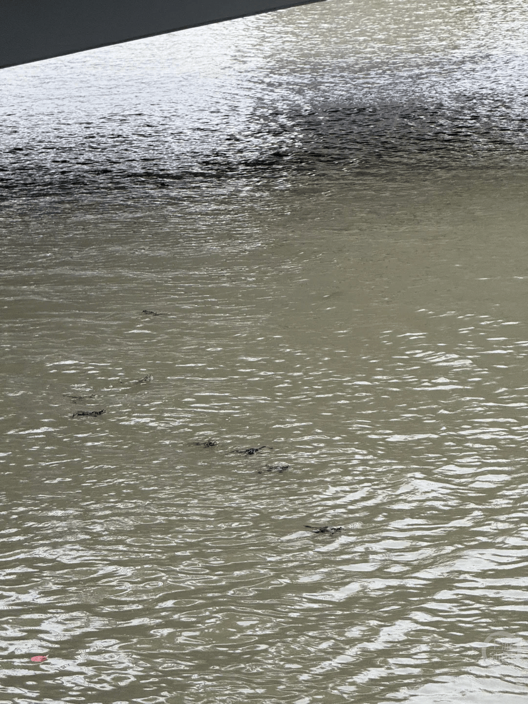 上海苏州河有人放生牛蛙?当地回应:严禁放生外来物种<strong></p>
<p>比特币价值</strong>,市民可提供相关线索