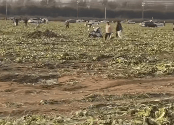 免费摘白菜视频热传,菜地承包者称“损失近100万元”,当地通报