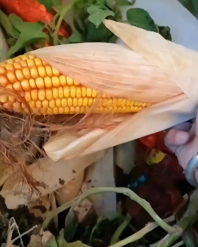 陕西一女子疑因拍亲姑姑偷玉米遭姑父棍杀<strong></p>
<p>比特币交易今日价格</strong>,邻居欲报警也遇害