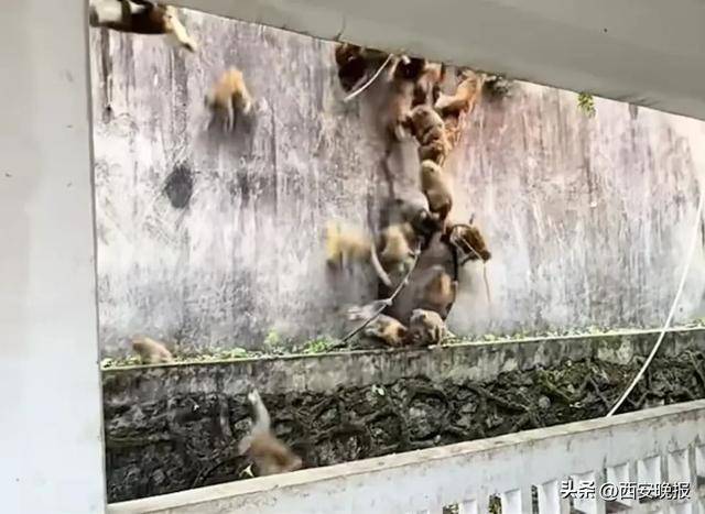 贵州一景区“下猴子雨”<strong></p>
<p>比特币行情美元</strong>,园方:正常情况