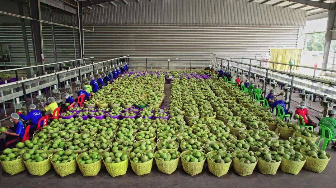 椰子水之外<strong></p>
<p>比特币软件</strong>，大公司争夺40亿元生椰市场