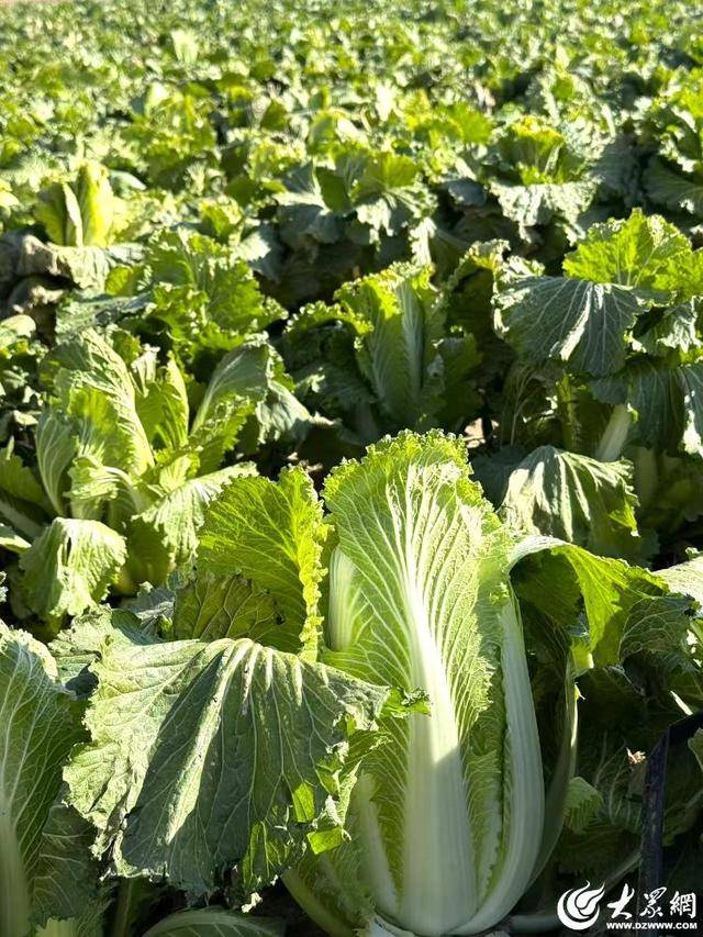 山东青岛:全国首批“板蓝根白菜”喜获丰收<strong></p>
<p>比特币网站</strong>,正式上市!首批10万棵已被上海采购商“包圆”
