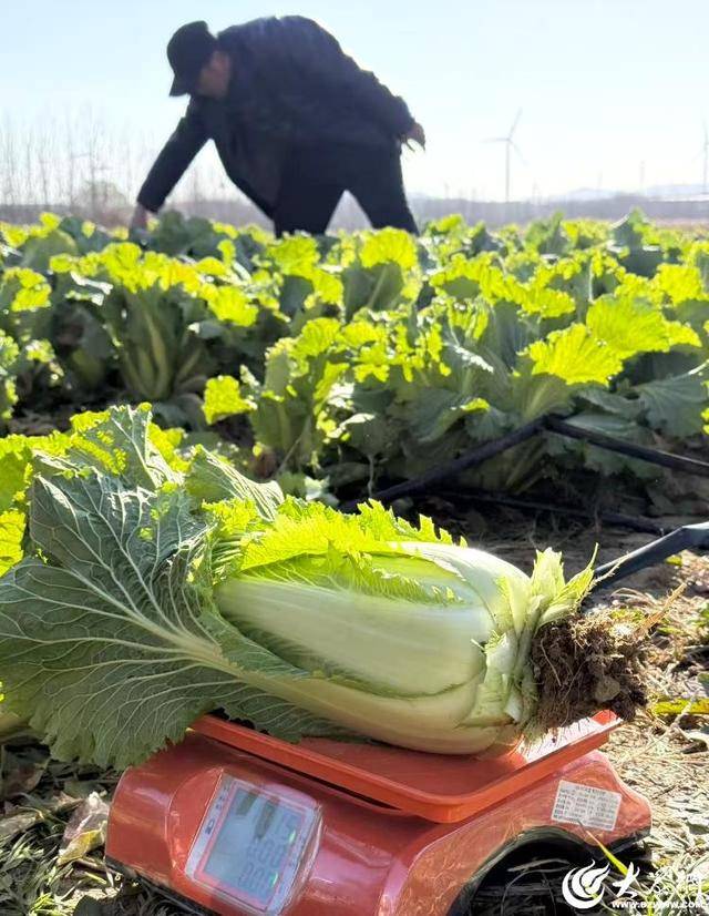 山东青岛:全国首批“板蓝根白菜”喜获丰收<strong></p>
<p>比特币网站</strong>,正式上市!首批10万棵已被上海采购商“包圆”