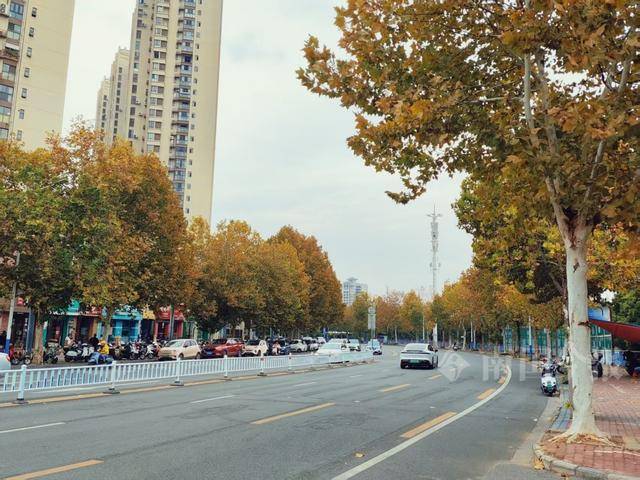 满目金黄<strong></p>
<p>比特币平台</strong>!柳州法国梧桐迎来最佳观赏期