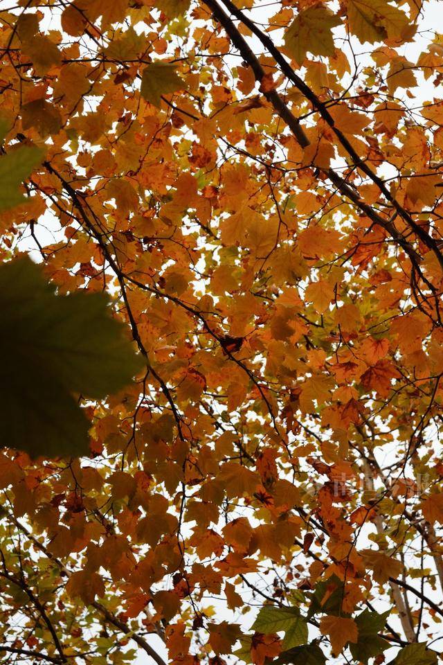 满目金黄<strong></p>
<p>比特币平台</strong>!柳州法国梧桐迎来最佳观赏期