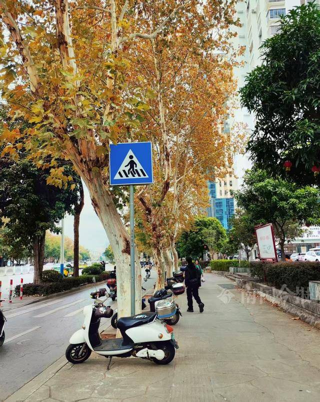 满目金黄<strong></p>
<p>比特币平台</strong>!柳州法国梧桐迎来最佳观赏期