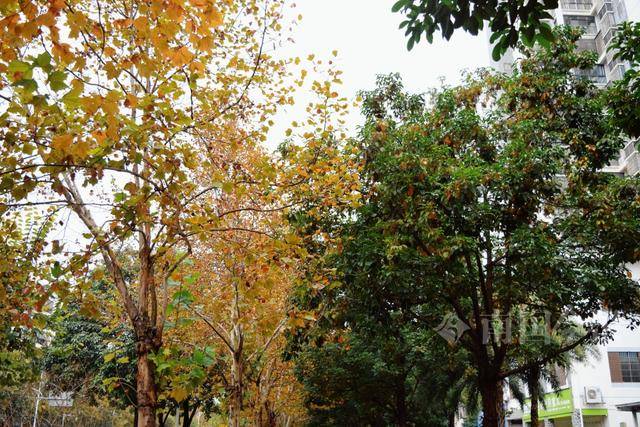 满目金黄<strong></p>
<p>比特币平台</strong>!柳州法国梧桐迎来最佳观赏期