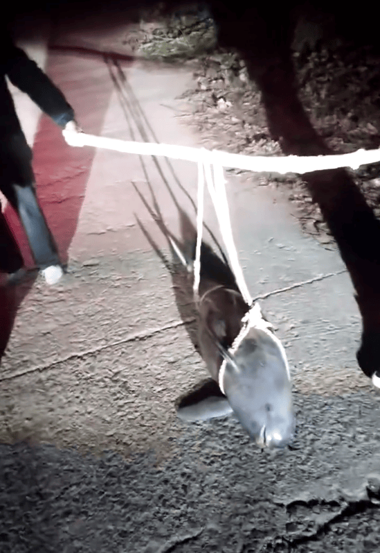 湖北一江豚被五花大绑抬上岸？当地派出所：已死亡多日