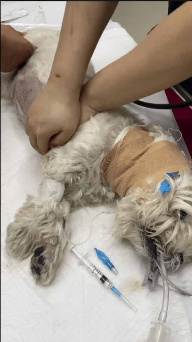 在小区投毒致9条狗死亡<strong></p>
<p>比特币一个多少钱</strong>,男子获刑4年!