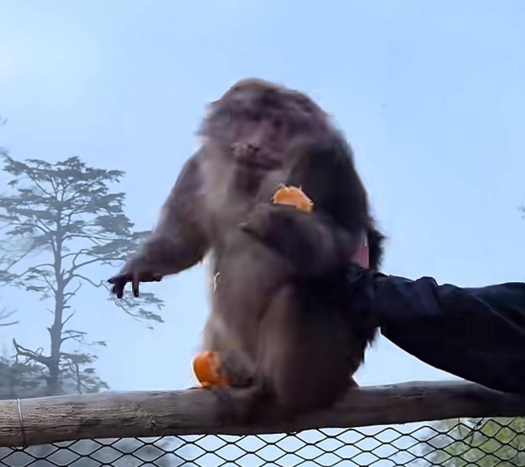 猛推峨眉山猴子的男子已致歉<strong></p>
<p>比特币如何交易</strong>，三年内禁止进入景区！猴子没事