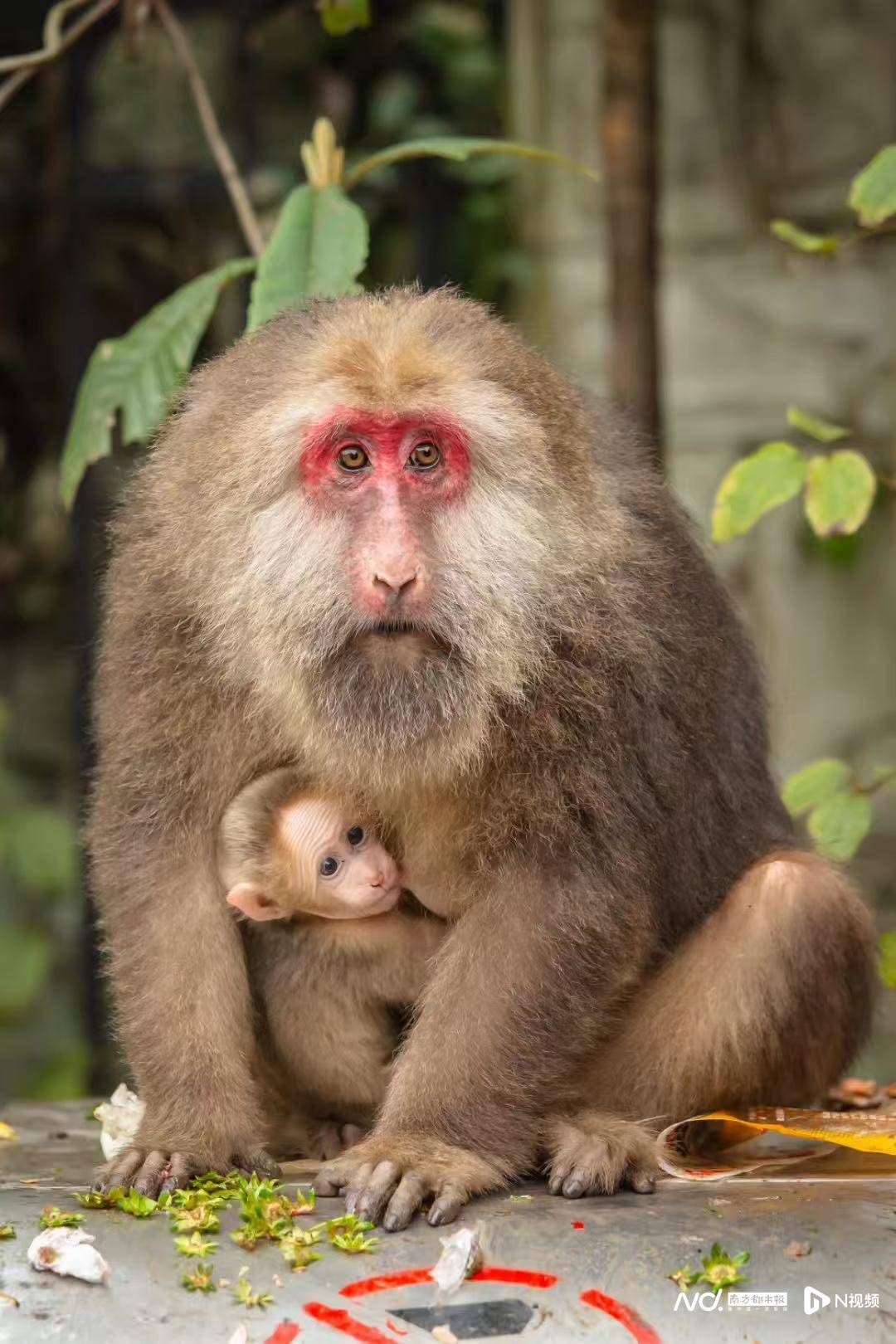 猛推峨眉山猴子的男子已致歉<strong></p>
<p>比特币如何交易</strong>，三年内禁止进入景区！猴子没事