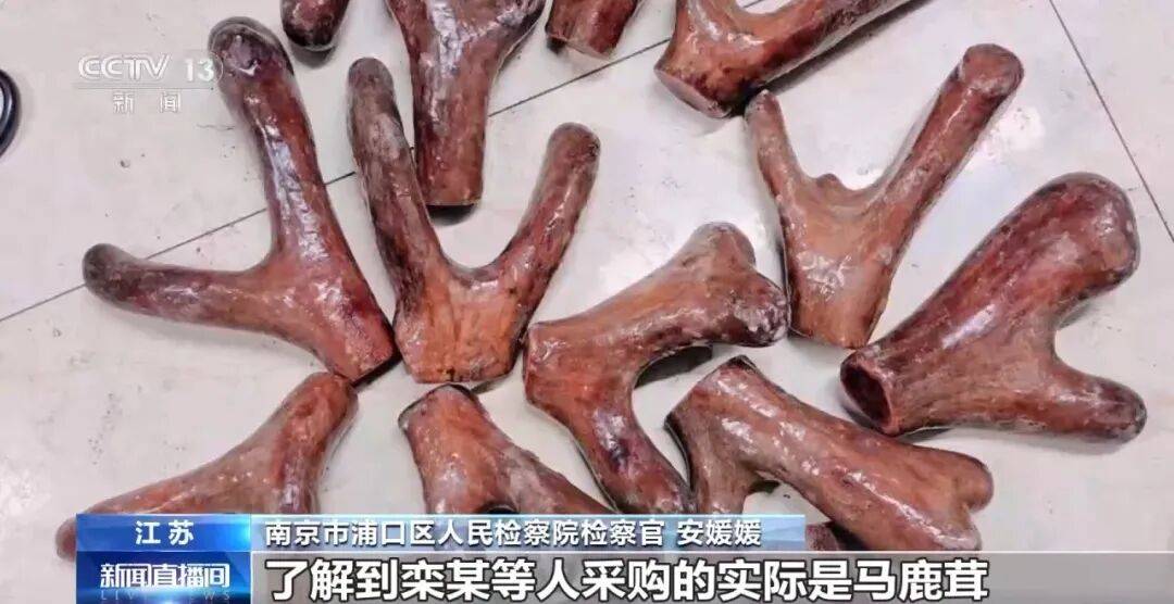 老人不买天价鹿茸被一脚踹翻<strong></p>
<p>比特币交易时间</strong>，南京一团伙暴力威逼老人买单，100多人被骗，涉案金额90余万元，多数老人乖乖回家拿钱，甚至被逼去银行取款